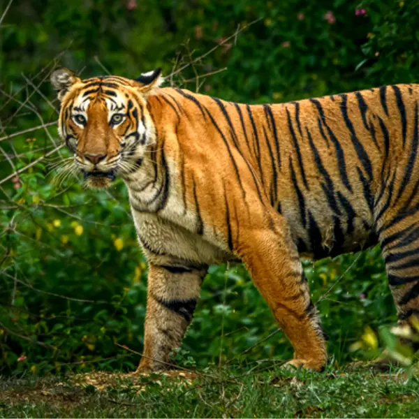 best tiger safari in india