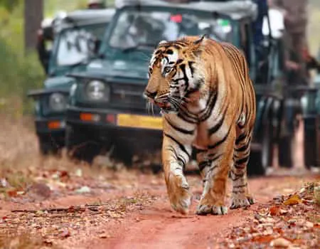 best tiger safari in india