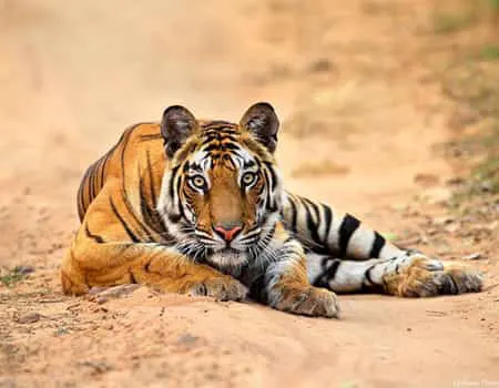 best tiger safari in india