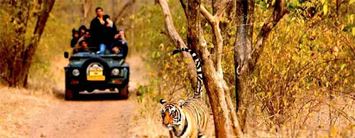 ranthambore full day safari cost