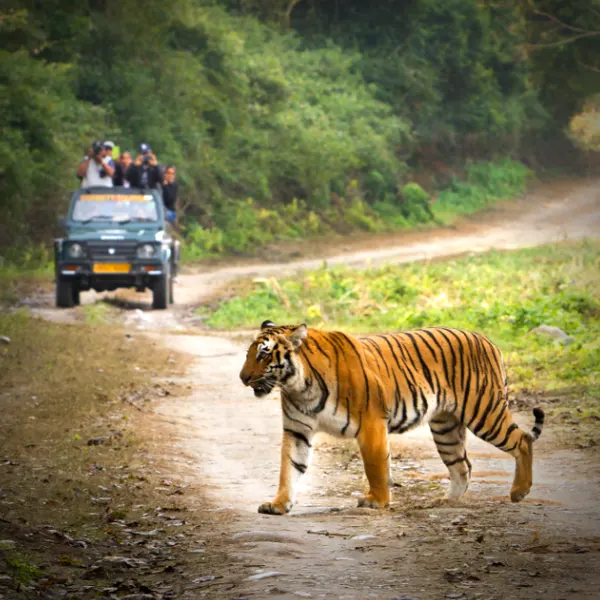 best tiger safari in india