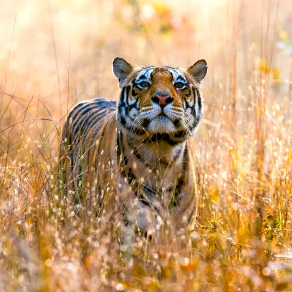 best tiger safari in india