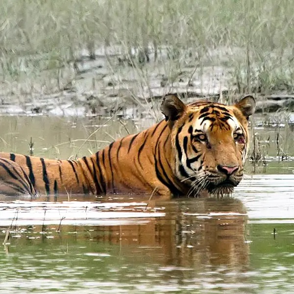 best tiger safari in india