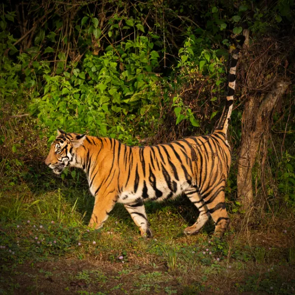 best tiger safari in india