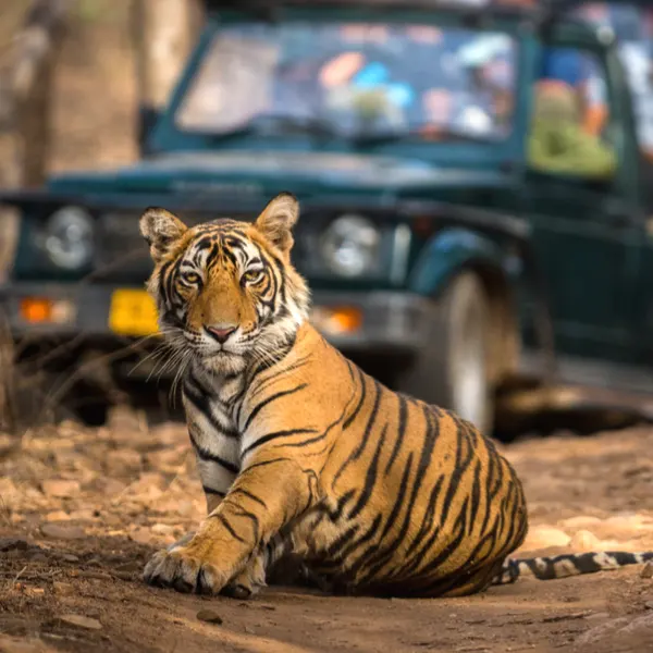 best tiger safari in india