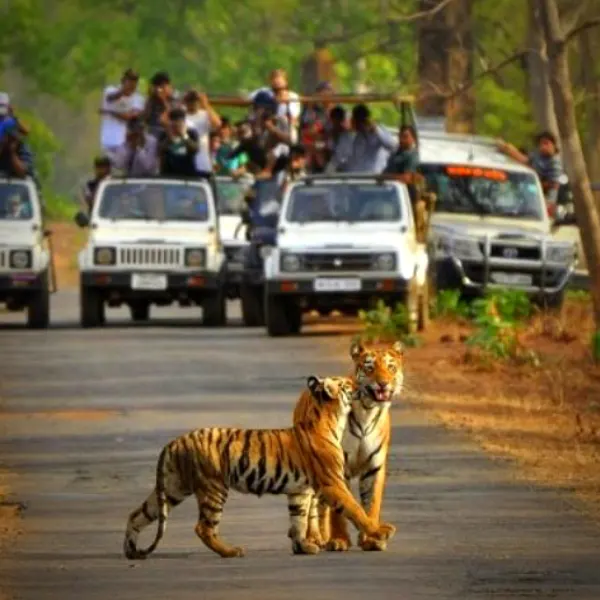 best tiger safari in india