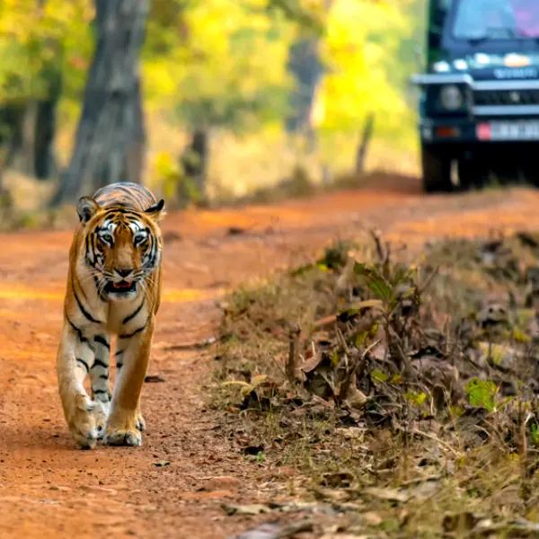 best tiger safari in india