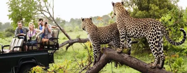 Ranthambore National Park Safari: Charges & Timings 