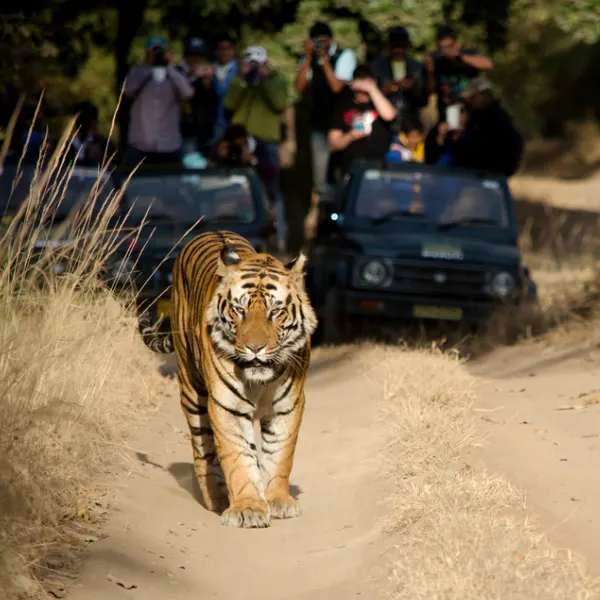 best tiger safari in india