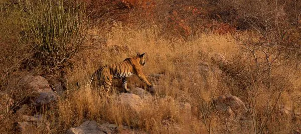 ranthambore full day safari cost