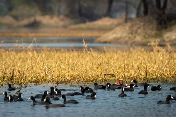 Keoladeo National Park