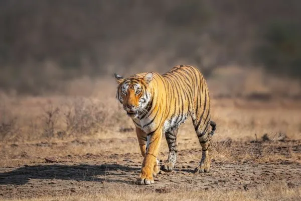 Ranthambore National Park