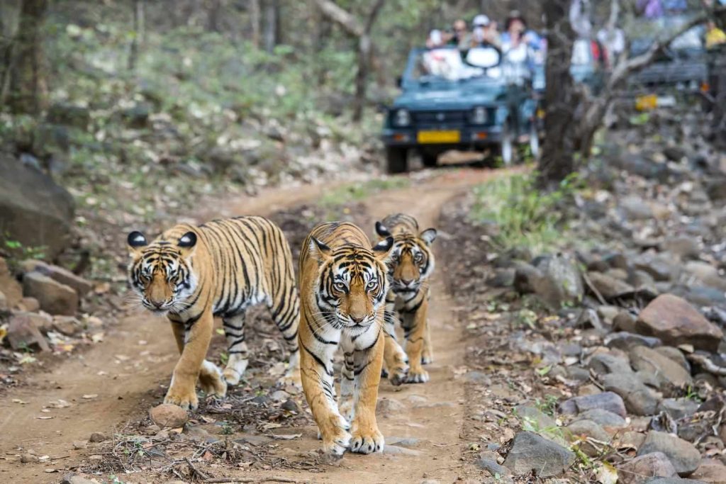 Ranthambore national park , Sawai Madhopur, Rajasthan