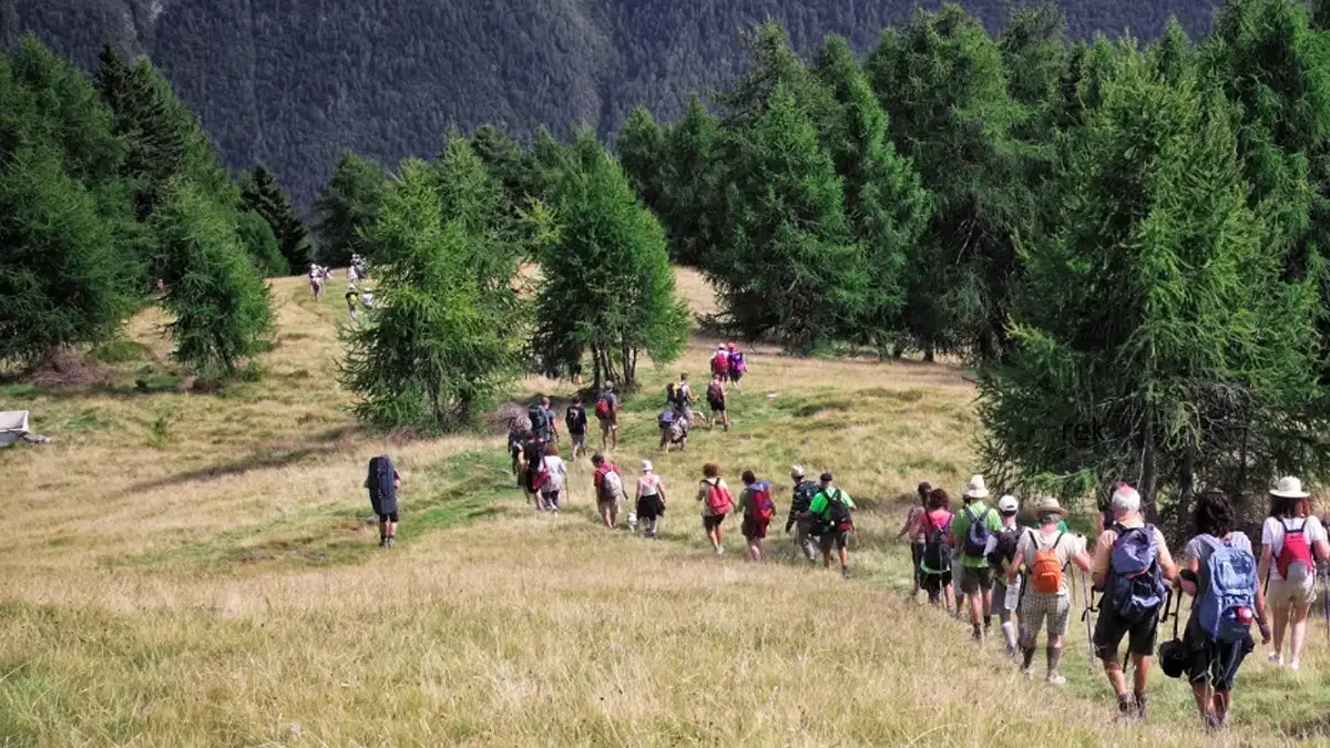 Trekkers hiking through pine forests and grasslands on the Gangotri trekking trail in Uttarakhand Himalayas