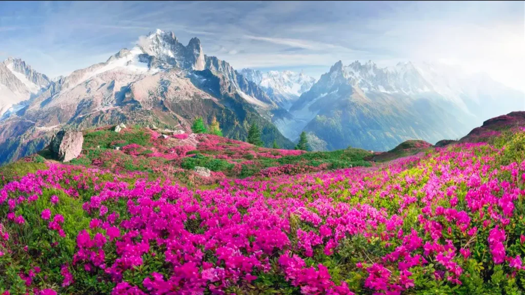 An image of flower valley in chardham