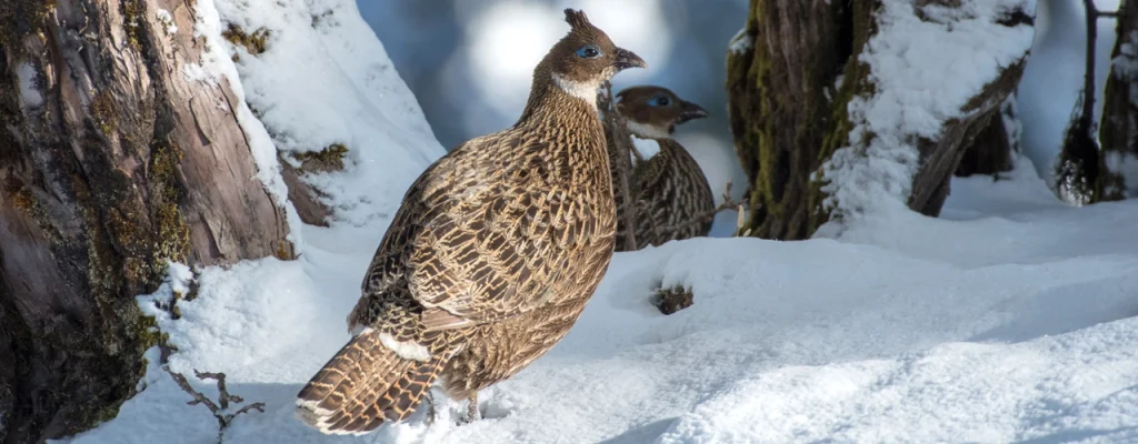 wildlife in kedarnath