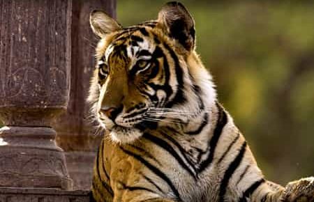 tiger-safari-tour-package-in-india-img